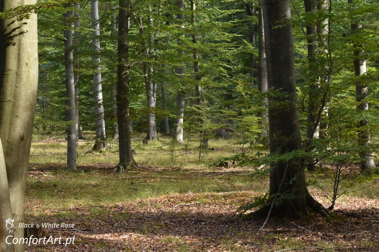 Torfowisko Wielkie Błoto las